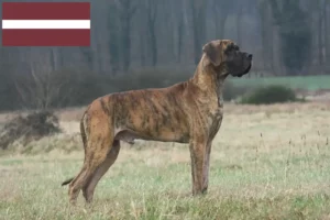 Lees meer over het artikel Duitse Doggen fokkers en pups in Letland