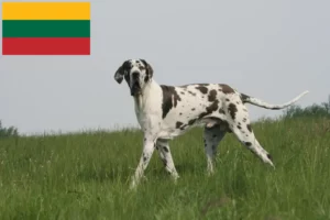 Lees meer over het artikel Duitse Doggen fokkers en pups in Litouwen