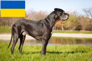 Lees meer over het artikel Duitse Dog fokkers en pups in Oekraïne