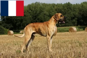 Lees meer over het artikel Duitse Doggen fokkers en pups in Réunion