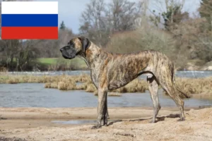 Lees meer over het artikel Duitse Dog fokkers en puppies in Rusland