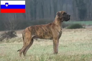 Lees meer over het artikel Duitse Doggen fokkers en pups in Slovenië
