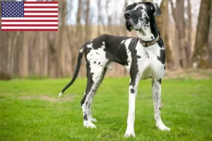 Lees meer over het artikel Duitse Dog fokkers en puppy’s in de VS