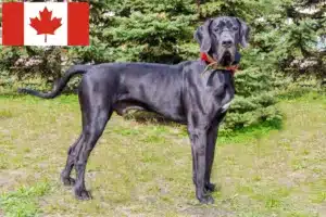 Lees meer over het artikel Duitse Dog fokkers en pups in Canada