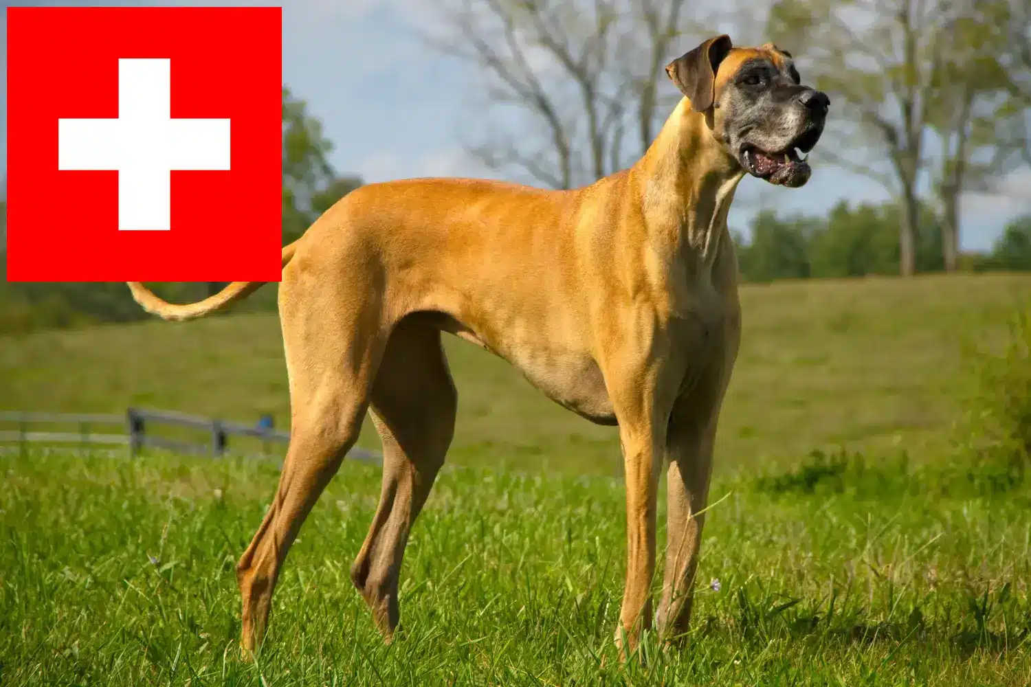 Duitse Dog puppy's en fokkers Zwitserland Hier vind je Duitse Doggenfokkers in Zwitserland.