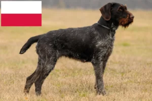 Lees meer over het artikel Duitse Draadhaar fokkers en puppies in Polen