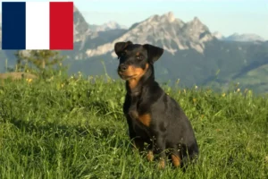 Lees meer over het artikel Duitse Jachtterriër fokkers en puppies in Frankrijk