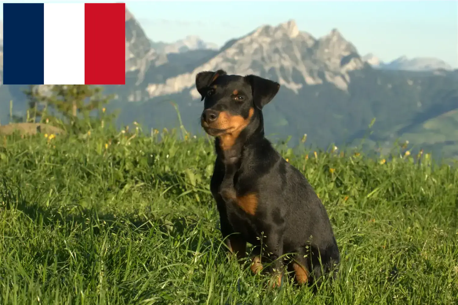 Duitse Jachtterriër Puppies en Fokker Frankrijk Hier vind je Duitse Jachtterriër fokkers in Frankrijk.