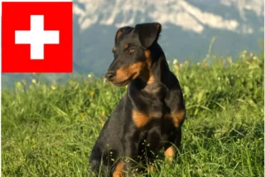 Lees meer over het artikel Duitse Jachtterriër fokkers en pups in Zwitserland