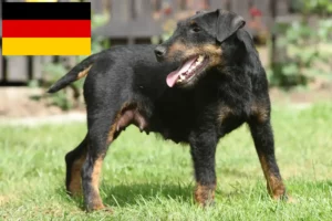 Lees meer over het artikel Duitse Jachtterriër fokkers en puppies in Duitsland