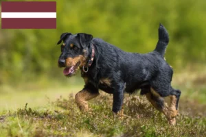 Lees meer over het artikel Duitse Jachtterriër Fokker en Puppies in Letland