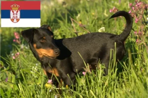 Lees meer over het artikel Duitse Jachtterriër fokkers en pups in Servië