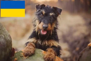Lees meer over het artikel Duitse Jachtterriër fokkers en pups in Oekraïne