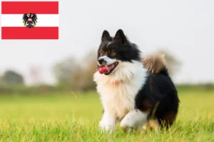 Lees meer over het artikel Elo fokkers en pups in Oostenrijk