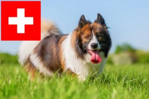 Lees meer over het artikel Elo fokkers en pups in Zwitserland
