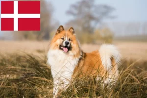 Lees meer over het artikel Elo fokkers en pups in Denemarken