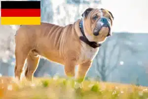 Lees meer over het artikel Engelse Bulldog fokkers en puppies in Duitsland