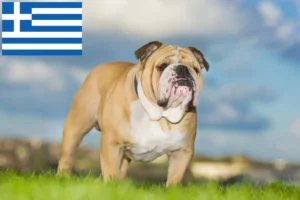 Lees meer over het artikel Engelse Bulldog fokkers en pups in Griekenland