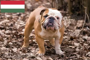 Lees meer over het artikel Engelse Bulldog fokkers en pups in Hongarije