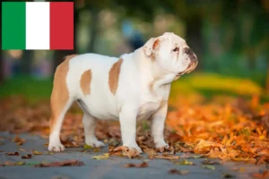 Lees meer over het artikel Engelse Bulldog fokkers en puppies in Italië