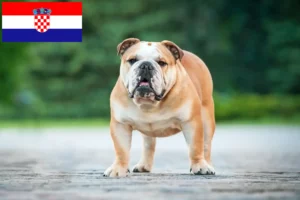 Lees meer over het artikel Engelse Bulldog fokkers en pups in Kroatië