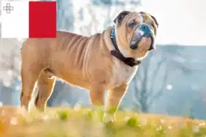 Lees meer over het artikel Engelse Bulldog fokkers en puppies in Malta