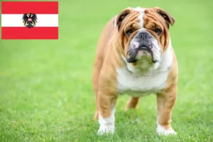 Lees meer over het artikel Engelse Bulldog fokkers en pups in Oostenrijk