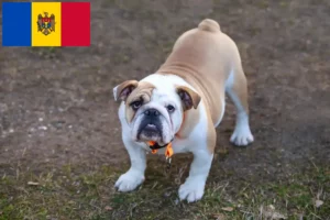 Lees meer over het artikel Engelse Bulldog fokkers en pups in Moldavië