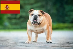 Lees meer over het artikel Engelse Bulldog fokkers en puppies in Spanje