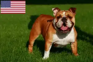 Lees meer over het artikel Engelse Bulldog fokkers en puppy’s in de VS
