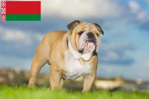 Lees meer over het artikel Engelse Bulldog fokkers en pups in Wit-Rusland