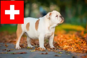 Lees meer over het artikel Engelse Bulldog fokkers en puppies in Zwitserland