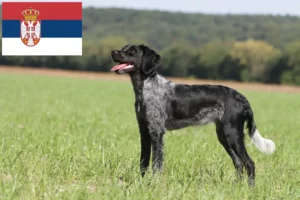 Lees meer over het artikel Epagneul Breton fokkers en pups in Servië
