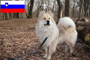 Lees meer over het artikel Eurasier fokkers en pups in Slovenië