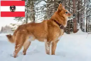 Lees meer over het artikel Finnenspitz fokkers en pups in Oostenrijk