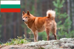 Lees meer over het artikel Finnspitz fokkers en pups in Bulgarije