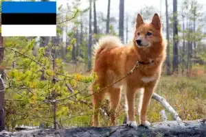 Lees meer over het artikel Finnspitz fokkers en pups in Estland
