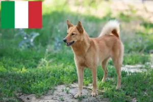 Lees meer over het artikel Finnspitz fokkers en pups in Italië