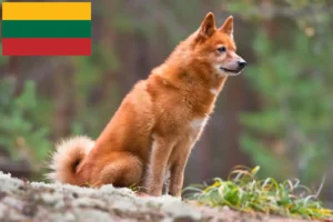 Lees meer over het artikel Finnspitz fokkers en pups in Litouwen