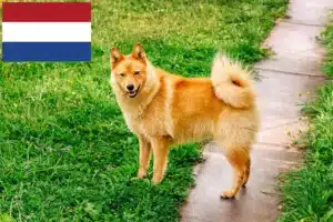 Lees meer over het artikel Finnspitz fokkers en pups in Nederland