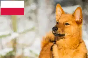 Lees meer over het artikel Finnspitz fokkers en pups in Polen