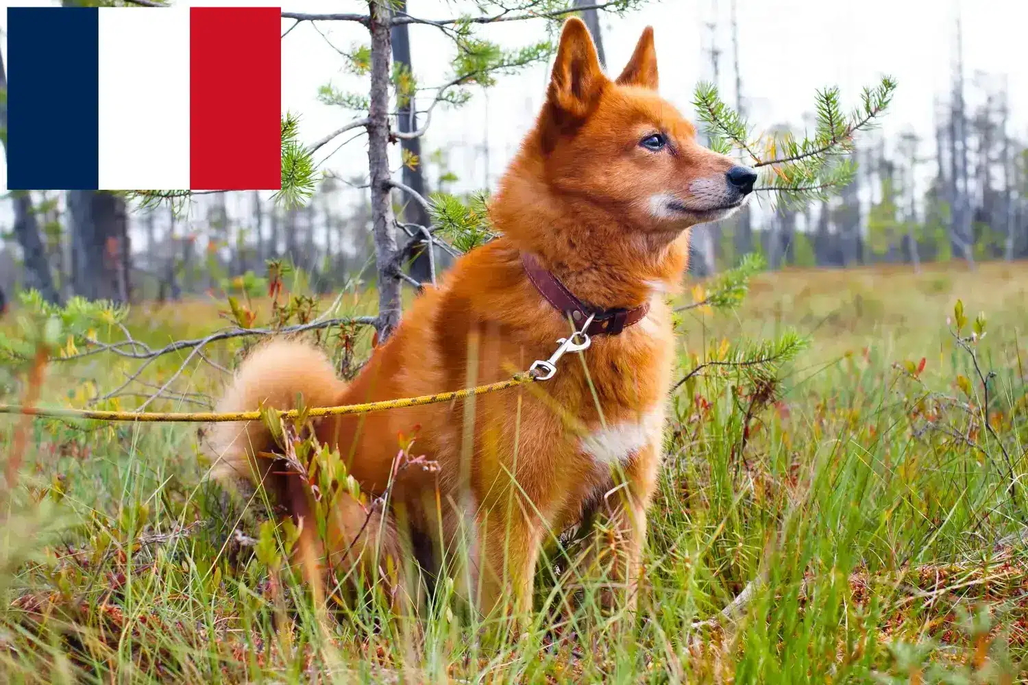 Lees meer over het artikel Finnspitz fokkers en pups op Réunion