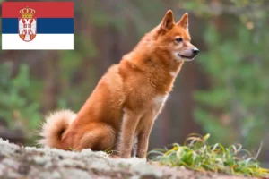 Lees meer over het artikel Finnspitz fokkers en pups in Servië