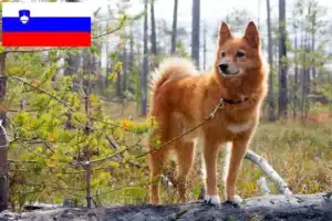 Lees meer over het artikel Finnspitz fokkers en pups in Slovenië