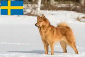 Lees meer over het artikel Finnspitz fokkers en pups in Zweden