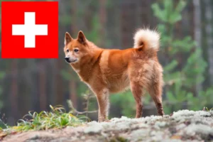 Lees meer over het artikel Finnenspitz fokkers en pups in Zwitserland