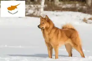 Lees meer over het artikel Finnspitz fokkers en pups in Cyprus