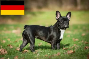 Lees meer over het artikel Franse Bulldog fokkers en puppies in Duitsland