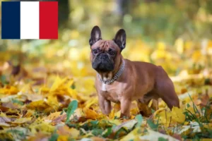 Lees meer over het artikel Franse Bulldog fokkers en puppies in Frankrijk