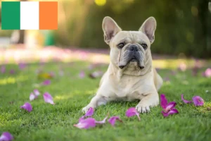 Lees meer over het artikel Franse Bulldog fokkers en puppies in Ierland